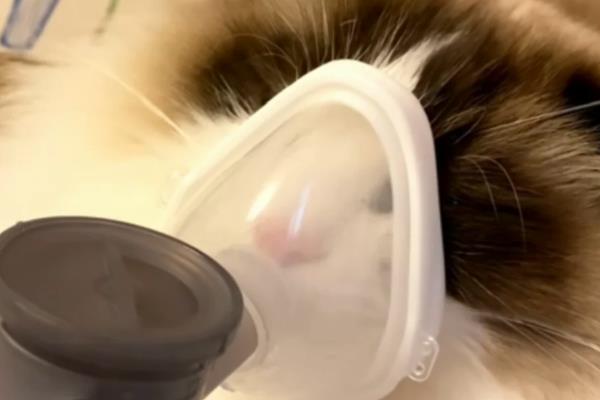 猫鼻支怎么搭配雾化用药，症状轻微可用0.9％的生理盐水做雾化