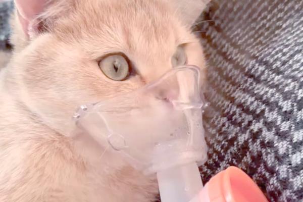 猫鼻支怎么搭配雾化用药，症状轻微可用0.9％的生理盐水做雾化