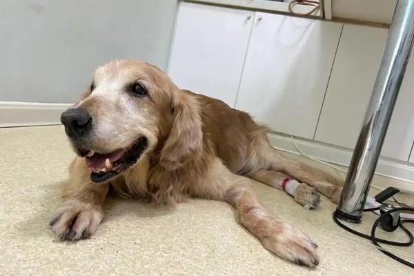 狗得病毒性肠炎的症状，前期出现呕吐、腹泻、腹疼等症状