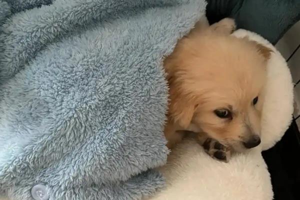 狗得病毒性肠炎的症状，前期出现呕吐、腹泻、腹疼等症状