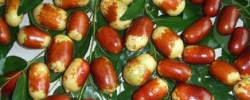 重庆市武隆的特产，常见的有白马蜂蜜、武隆高山白菜等