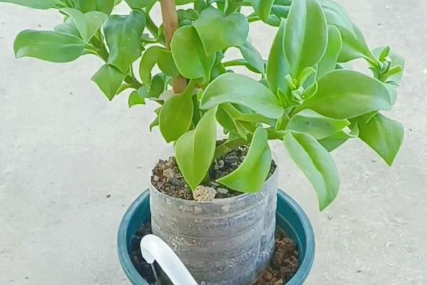 牡丹吊兰只长叶不开花的原因，可能是浇水过多所致