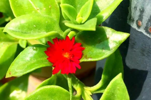 牡丹吊兰只长叶不开花的原因，可能是浇水过多所致