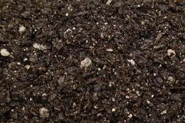 牡丹吊兰只长叶不开花的原因，可能是浇水过多所致