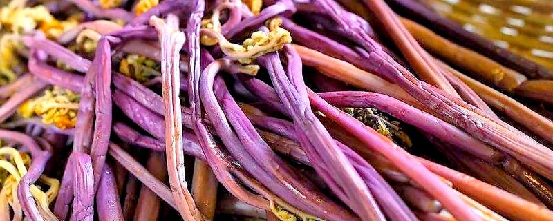 蕨菜生长在哪里，常见于山地的阳面坡或森林边缘