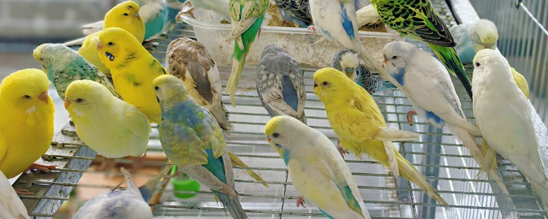 虎皮鹦鹉浑身发抖的原因，主要是感冒、受冻所致