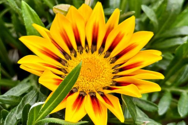 勋章花的播种时间，在每年春秋季播种