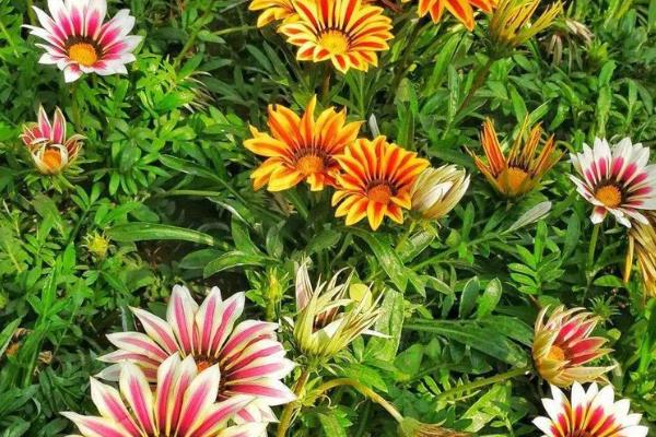 勋章花的播种时间，在每年春秋季播种