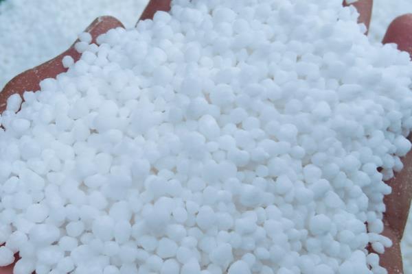 勋章花的播种时间，在每年春秋季播种