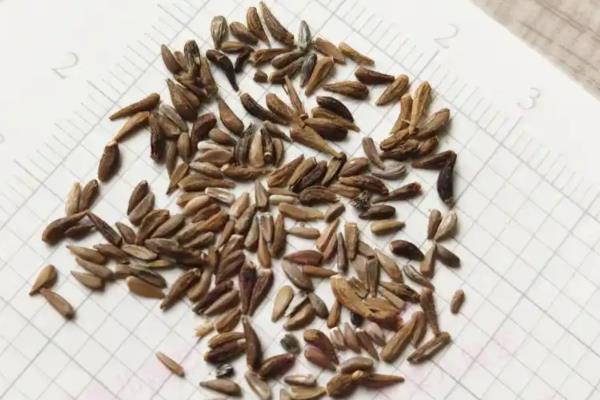 勋章花的播种时间，在每年春秋季播种