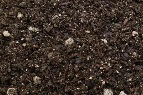 勋章花的播种时间，在每年春秋季播种