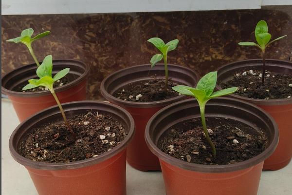 勋章花的播种时间，在每年春秋季播种