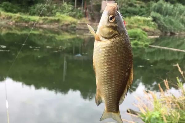 早春野钓鲫鱼用什么渔具，早春2到3号的袖钩效果好