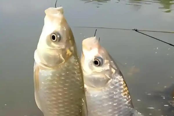 早春野钓鲫鱼用什么渔具，早春2到3号的袖钩效果好