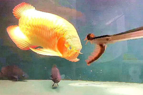 龙鱼入缸多长时间才能饲喂，入缸2-3天便可尝试喂食