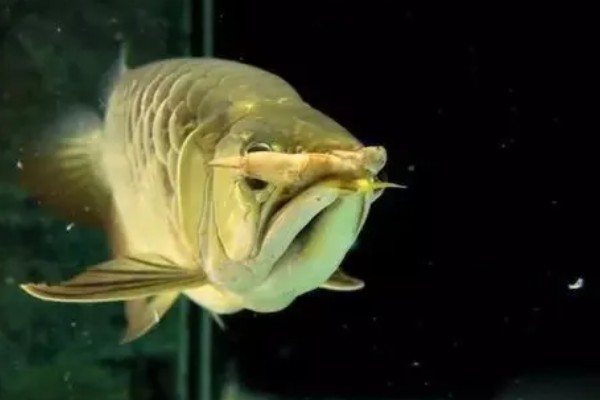 龙鱼入缸多长时间才能饲喂，入缸2-3天便可尝试喂食