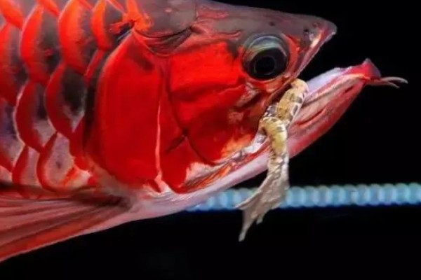 龙鱼入缸多长时间才能饲喂，入缸2-3天便可尝试喂食