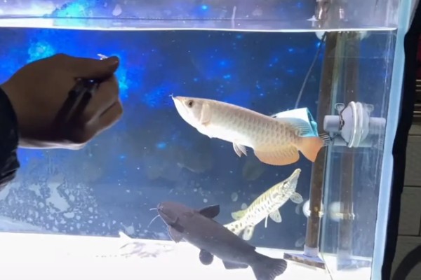 龙鱼入缸多长时间才能饲喂，入缸2-3天便可尝试喂食