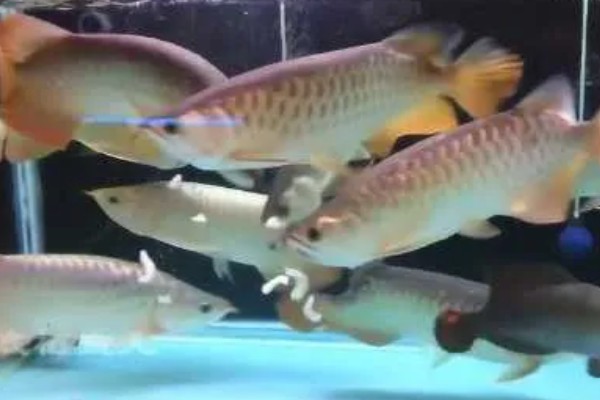 龙鱼入缸多长时间才能饲喂，入缸2-3天便可尝试喂食