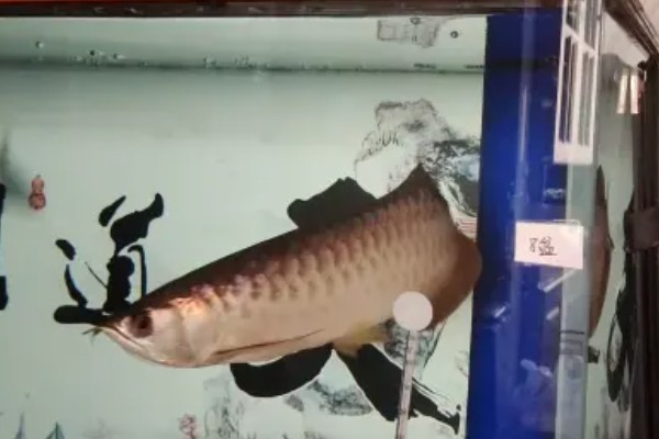 龙鱼入缸多长时间才能饲喂，入缸2-3天便可尝试喂食