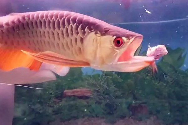 龙鱼入缸多长时间才能饲喂，入缸2-3天便可尝试喂食