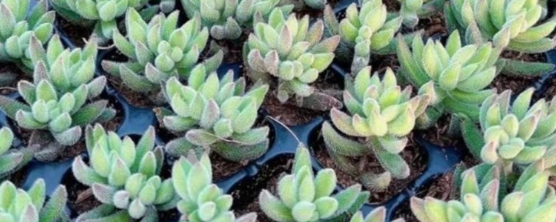 绒针叶插要注意什么，在春秋季节扦插可提高成活率