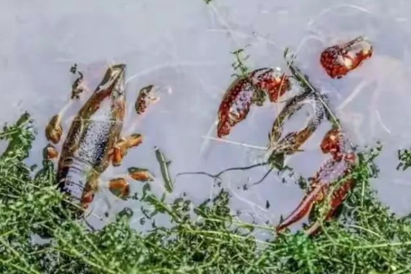 早春小龙虾养殖注意事项，根据天气变化情况确定水位高低