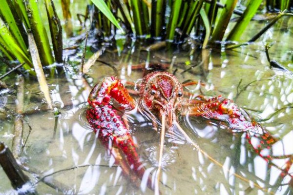早春小龙虾养殖注意事项，根据天气变化情况确定水位高低