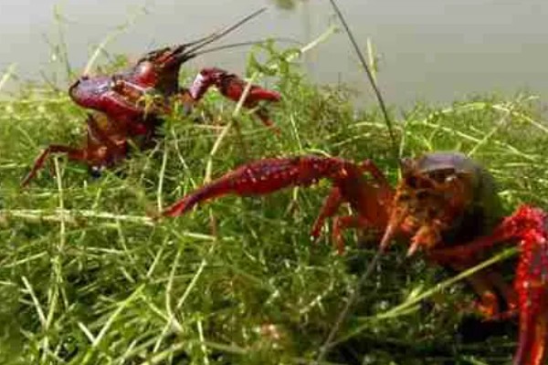 早春小龙虾养殖注意事项，根据天气变化情况确定水位高低