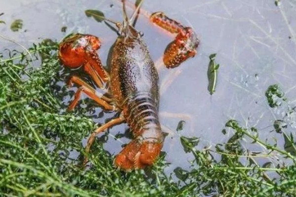 早春小龙虾养殖注意事项，根据天气变化情况确定水位高低