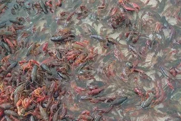 早春小龙虾养殖注意事项，根据天气变化情况确定水位高低