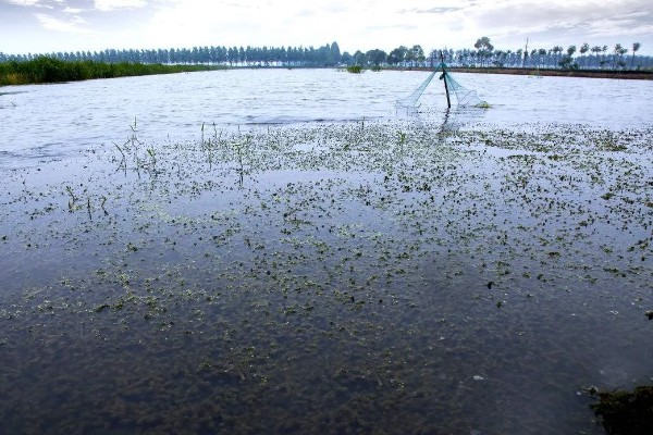 早春小龙虾养殖注意事项，根据天气变化情况确定水位高低