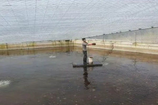 早春小龙虾养殖注意事项，根据天气变化情况确定水位高低