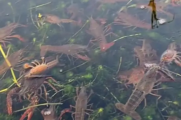 早春小龙虾养殖注意事项，根据天气变化情况确定水位高低