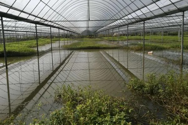 早春小龙虾养殖注意事项，根据天气变化情况确定水位高低