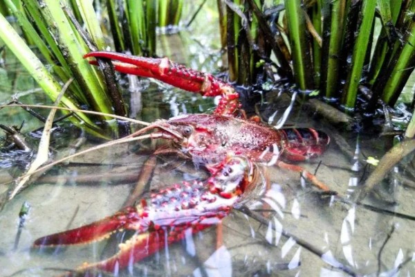 早春小龙虾养殖注意事项，根据天气变化情况确定水位高低