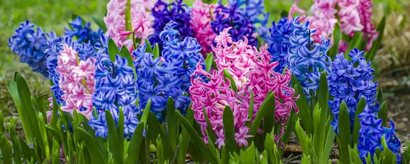 春季会开哪些花，有仙客来、风信子等