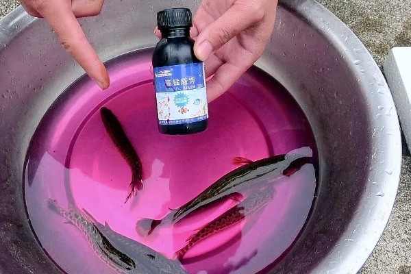 鱼不进食怎么处理，视情况采取针对性措施