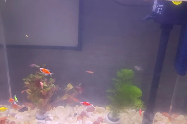 鱼不进食怎么处理，视情况采取针对性措施