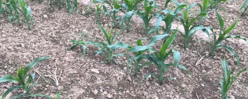 玉米苗断了能不能重新长出来，视折断部位而定