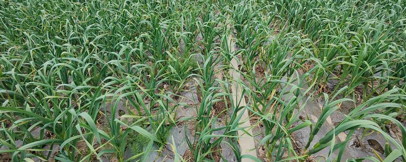 蒜苗籽如何种植，后期要为蒜苗提供全天的日照