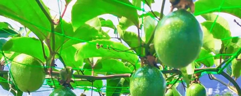 百香果的种植方法，对种子催芽后再撒播