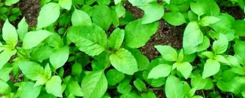 荆芥怎么种植，种子要用清水浸泡12-24小时