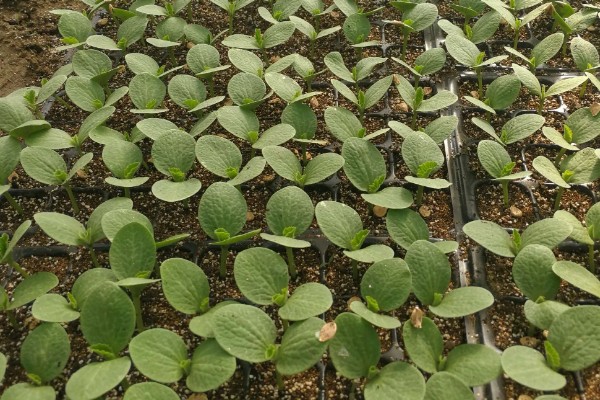 贝贝南瓜苗去哪里购买，原产地、苗木市场、电商平台都有出售