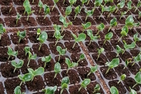 贝贝南瓜苗去哪里购买，原产地、苗木市场、电商平台都有出售