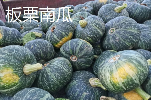 贝贝南瓜苗去哪里购买，原产地、苗木市场、电商平台都有出售