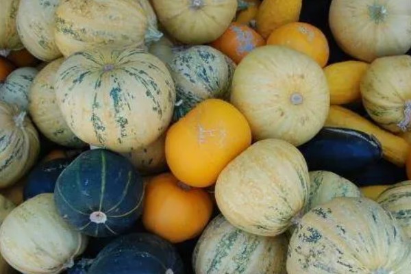 贝贝南瓜苗去哪里购买，原产地、苗木市场、电商平台都有出售