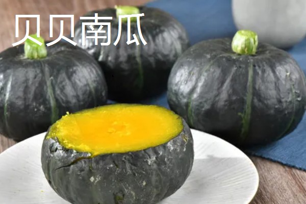 贝贝南瓜苗去哪里购买，原产地、苗木市场、电商平台都有出售