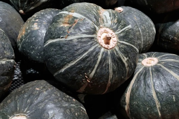 贝贝南瓜苗去哪里购买，原产地、苗木市场、电商平台都有出售