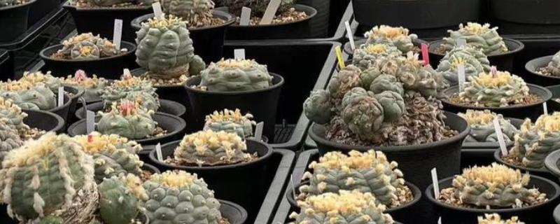 夏天乌羽玉能换盆吗，不建议在夏天换盆